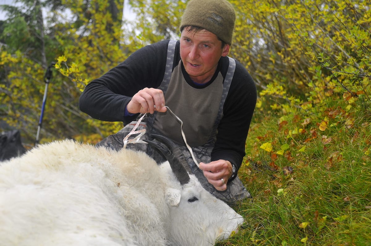 Bow Hunt Mountin Goat near Alaska Border BC Coastal Mountain Goat Hunt featuring the West Coast Mountains in the background.