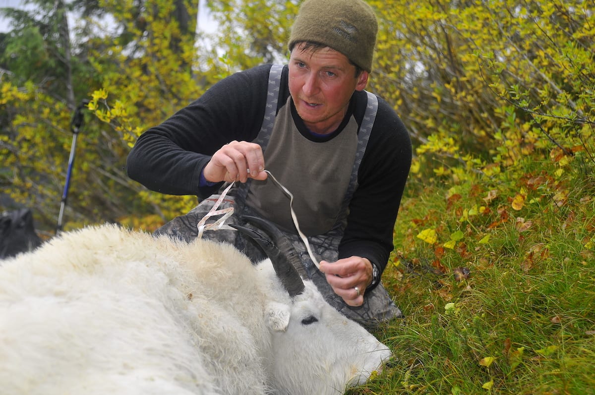 BC Coastal Mountain Goat Hunt featuring the West Coast Mountains in the background.