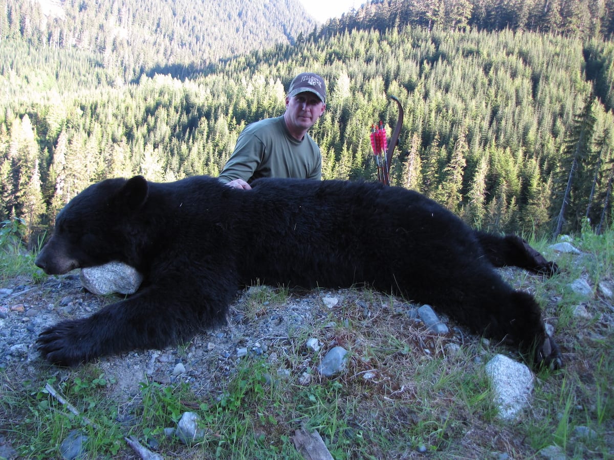 Coastal Black Bear Hunting Spring lodge hunt. Great bear at close range with a recurve.