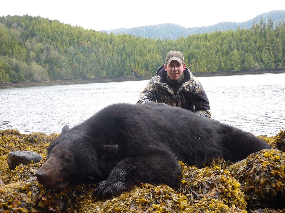 Glassed this Coastal black bear feeding on muscles.