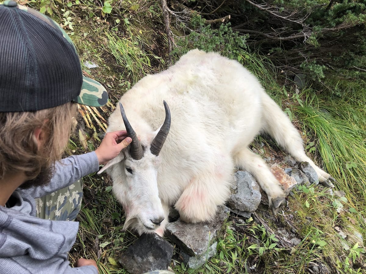 Mountain Goat Hunted in Northern BC Bolen Lewis Guide Nate with a big bodied coastal billy.