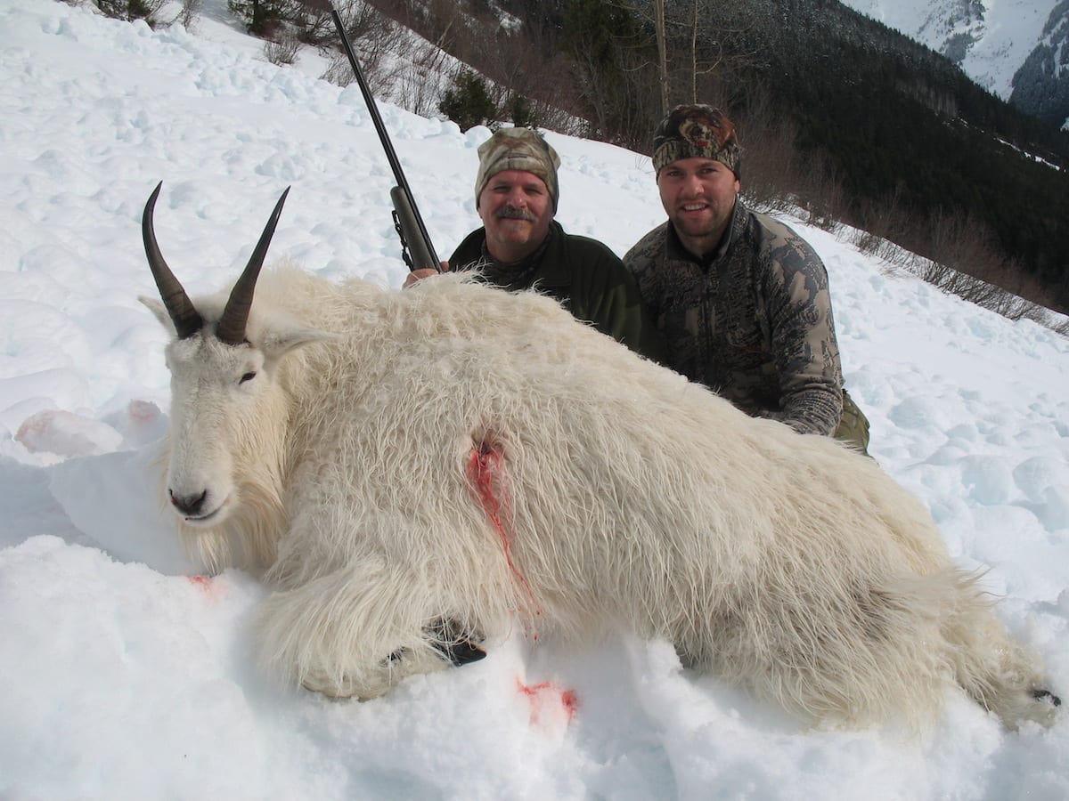 Mountain Goat Hunted in Northern BC Look at this 11 inch Feb. Billy. Incredable at only 5 years old. This was Spikes sons birthday and he was along on this hunt. Great memories.