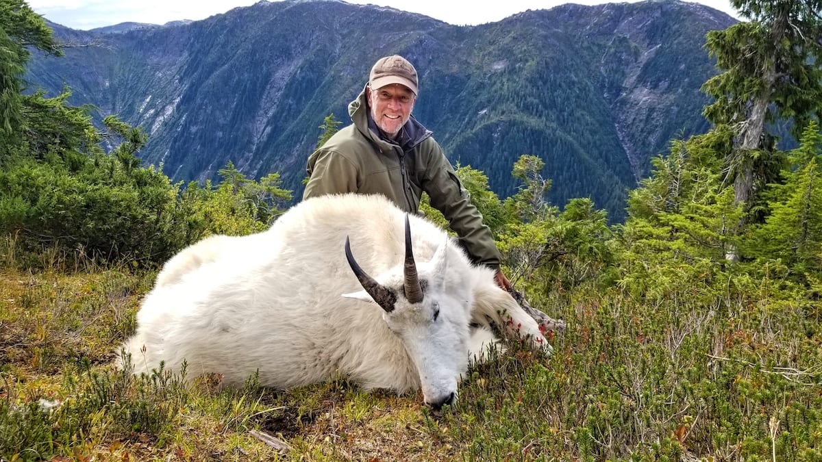 Mountain Goat Hunted in Northern BC A beautiful September rifle billy.
