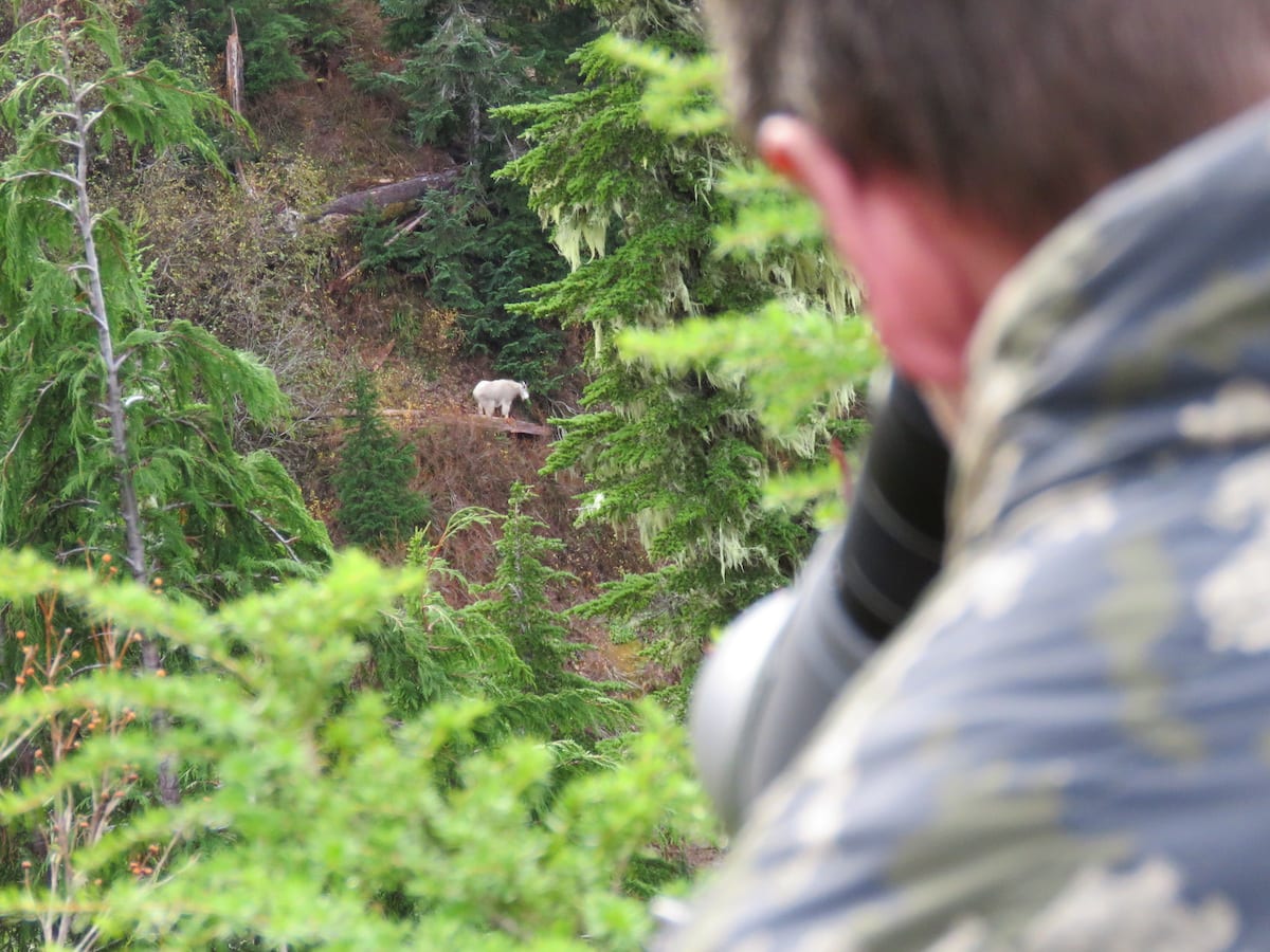 Mountain Goat Hunting in Northern BC Glassing the Timber